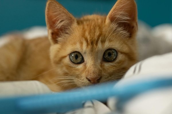 Choisissez un collier chien cuir haut de gamme pour l'élégance