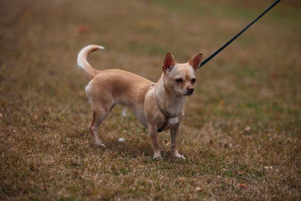 Découvrez les meilleures pratiques vétérinaires à givry