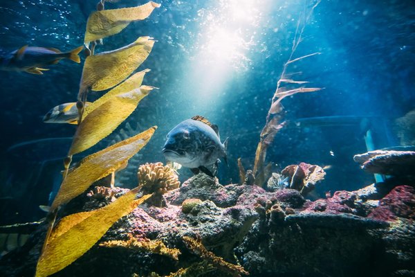 Quels sont les avantages des aquariums récifaux pour la biodiversité marine ?