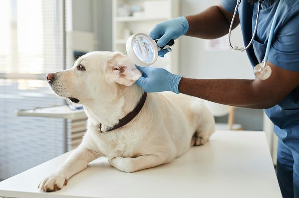 Gouttes oreille chien : le choix idéal contre les infections